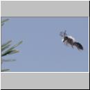 Andrena vaga - Weiden-Sandbiene 29 - Sandgrube Niedringhaussee.jpg